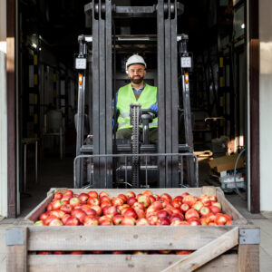 Distribution, logistics, delivery and storage of fruits for sale and production. Happy young bearded man in hard hat drives forklift truck, lift up container with red apples, on warehouse background